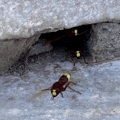 Vespa orientalis