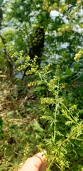Artemisia annua