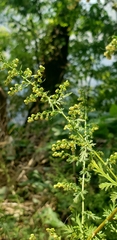 Artemisia annua