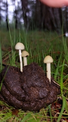 Protostropharia
