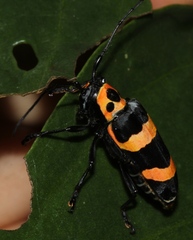 Oedudes spectabilis
