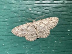 Ectropis crepuscularia