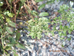 Sericocarpus tortifolius