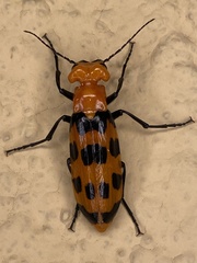 Cissites auriculata