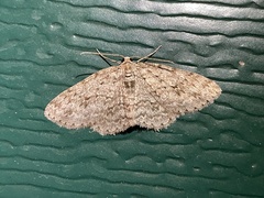 Ectropis crepuscularia