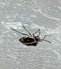 Bagrada hilaris