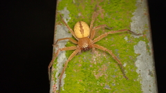 Olios