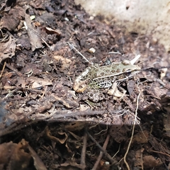 Lithobates magnaocularis