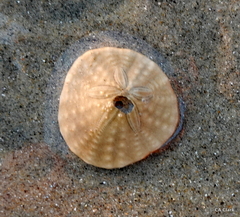 Dendraster excentricus