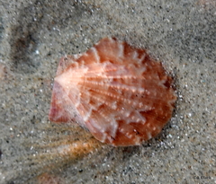 Pectinidae