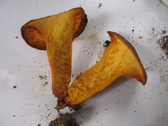 Omphalotus olearius image