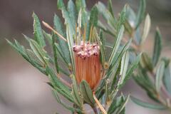 Lambertia formosa