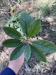Clerodendrum tomentosum