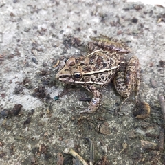 Lithobates magnaocularis