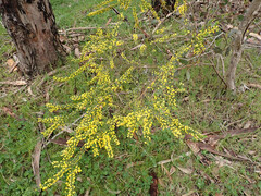Acacia acinacea