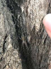 Tamopsis