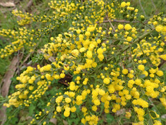 Acacia acinacea