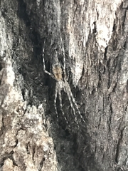 Tamopsis