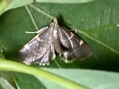 Hypsopygia