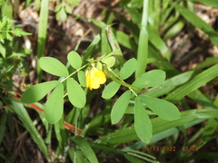 Senna obtusifolia