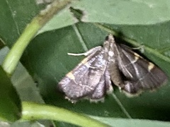 Hypsopygia