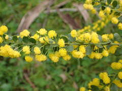 Acacia acinacea