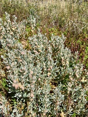 Atriplex lindleyi