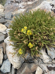 Ivesia lycopodioides