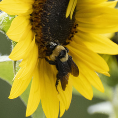 Bombus fraternus