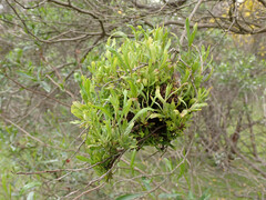 Phytoplasma
