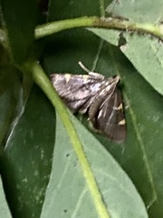 Hypsopygia