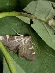 Hypsopygia