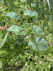 Malva