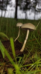 Protostropharia semiglobata