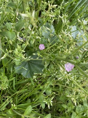 Malva
