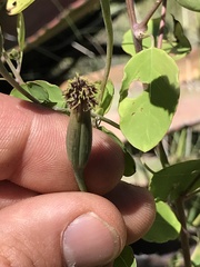 Porophyllum ruderale
