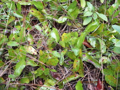 Geobalanus oblongifolius