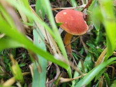 Hortiboletus rubellus