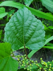 Ampelopsis glandulosa