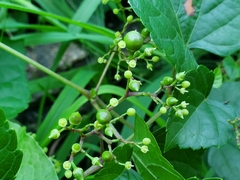 Ampelopsis glandulosa
