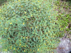 Chamaecrista fasciculata