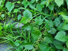 Ampelopsis glandulosa