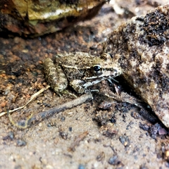 Lithobates magnaocularis