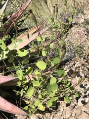 Porophyllum ruderale