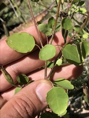 Porophyllum ruderale