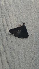 Tetanolita mynesalis