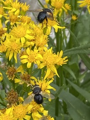 Xylocopa tabaniformis