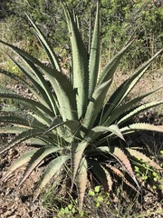 Asparagales
