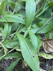 Centaurea montana