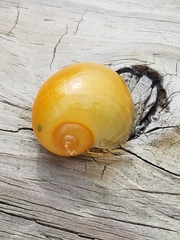 Pomacea maculata